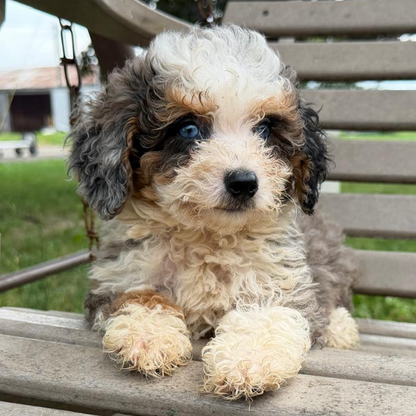 Blue-Merle-Tri-Color-Bernedoodle