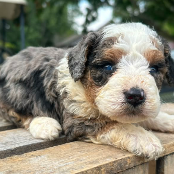 Bernedoodle-Breeder