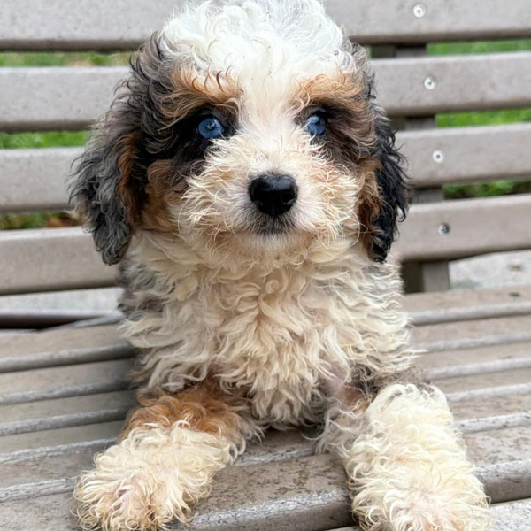 Blue-Merle-Tri-Color-Bernedoodle