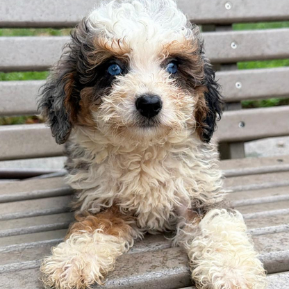 Blue-Merle-Tri-Color-Bernedoodle