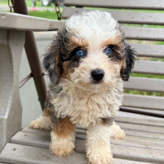 Blue-Merle-Tri-Color-Bernedoodle
