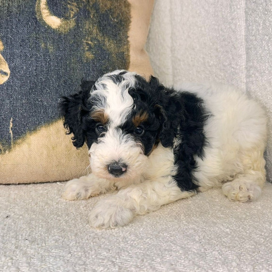 Micro-Bernedoodles