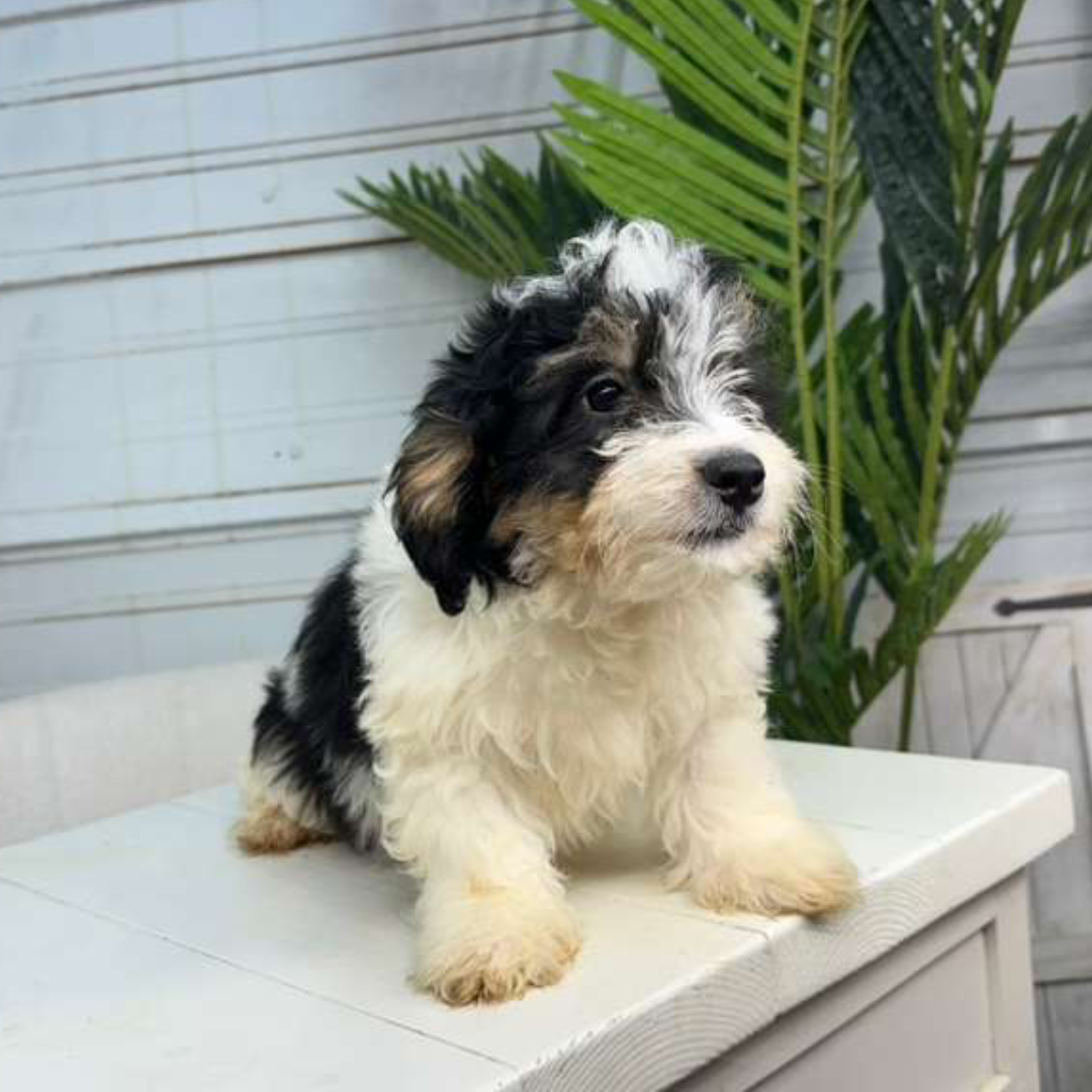 Bernedoodle-Puppy