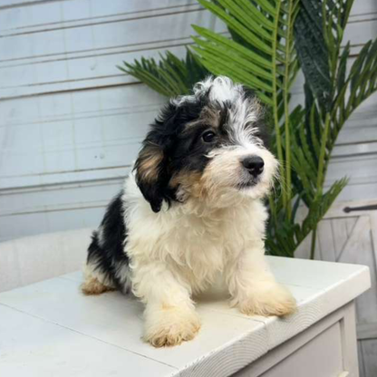 Bernedoodle-Puppy