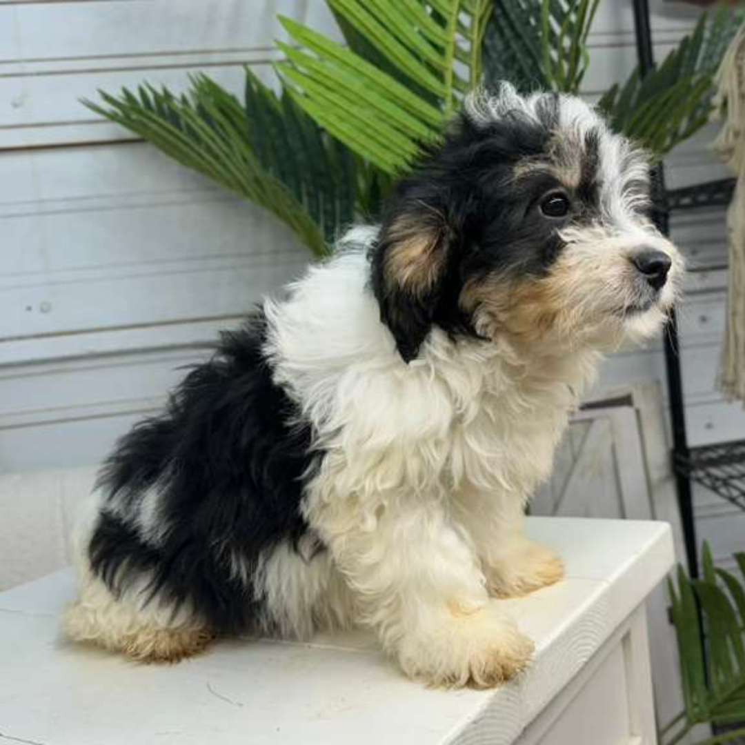 Bernedoodle-Puppy