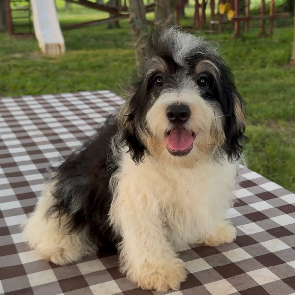 Bernedoodle-Puppy