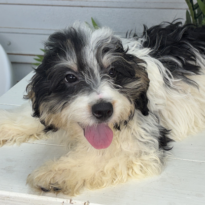 Bernedoodle-Puppies