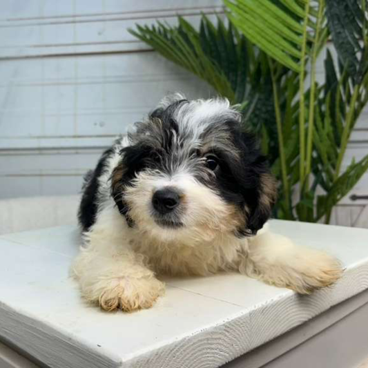 Bernedoodle-Puppy