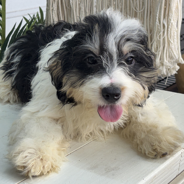 Bernedoodle-Puppies