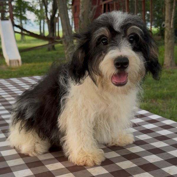 Bernedoodle-Puppy