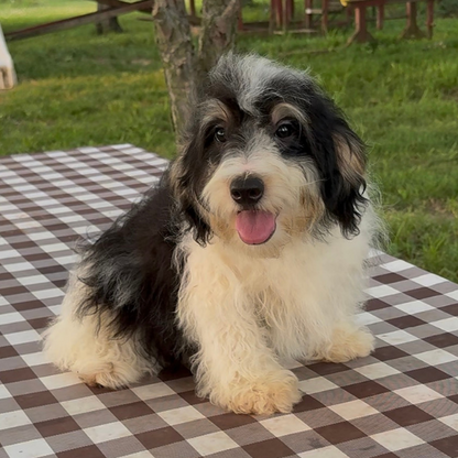 Bernedoodle-Puppy