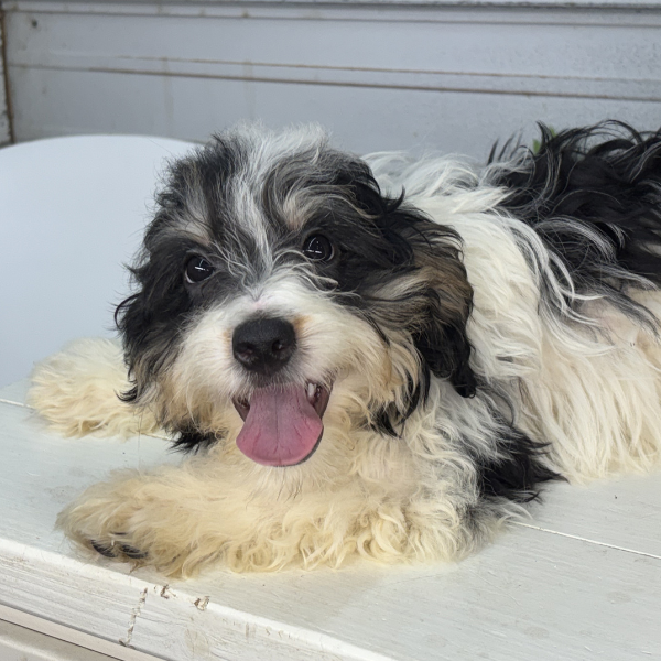 Bernedoodle-Puppies