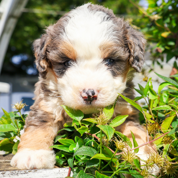 Merle-Bernedoodle-Breeder