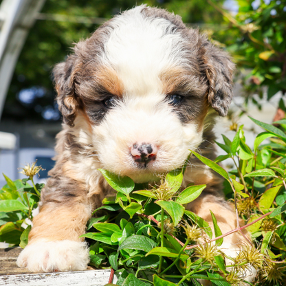 Merle-Bernedoodle-Breeder