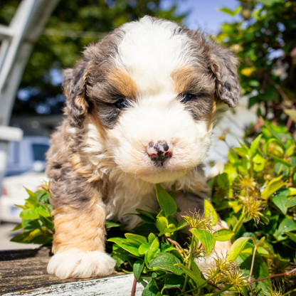 Merle-Bernedoodle-Breeder