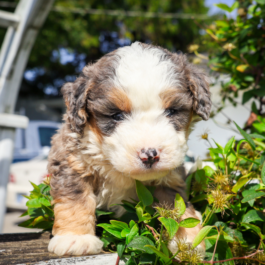 Merle-Bernedoodle-Breeder