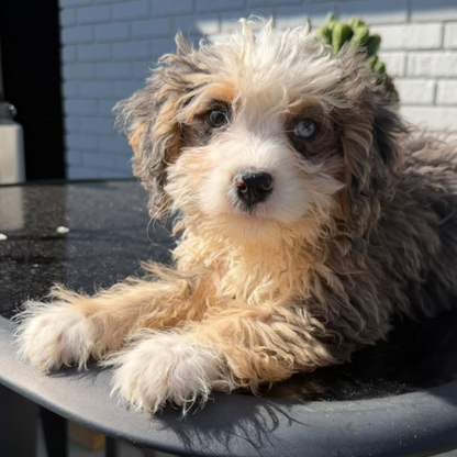 Merle-Bernedoodle