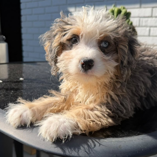 Merle-Bernedoodle