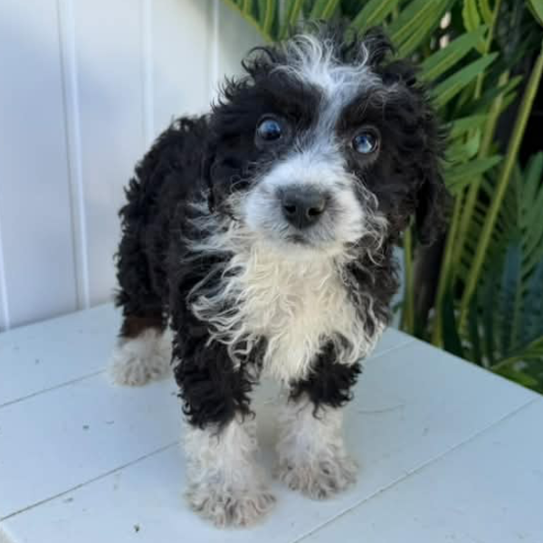 Micro-Bernedoodle