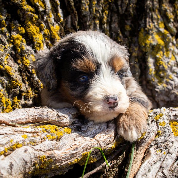 Bernedoodle-Breeder