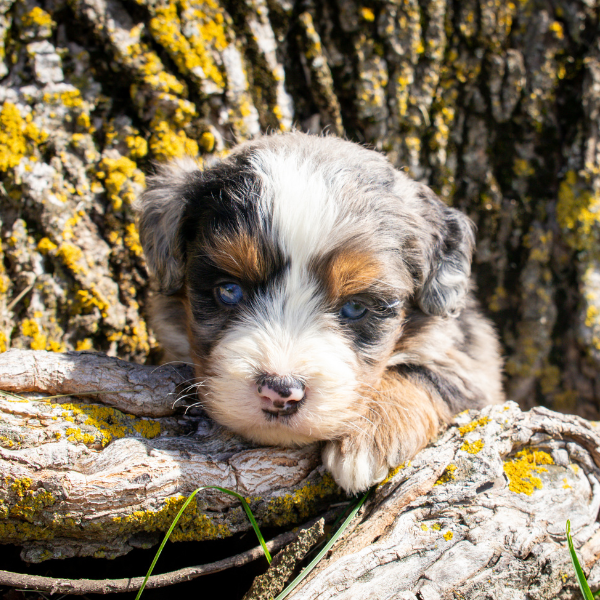 Bernedoodle-Breeder