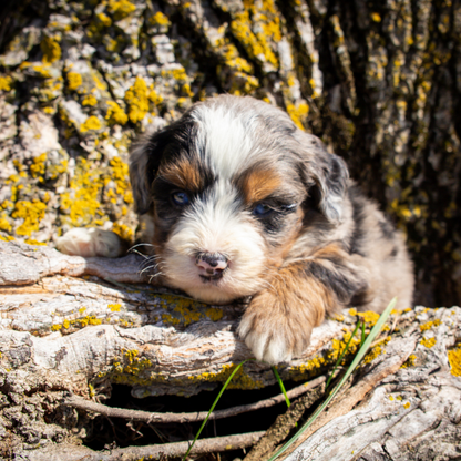 Bernedoodle-Breeder