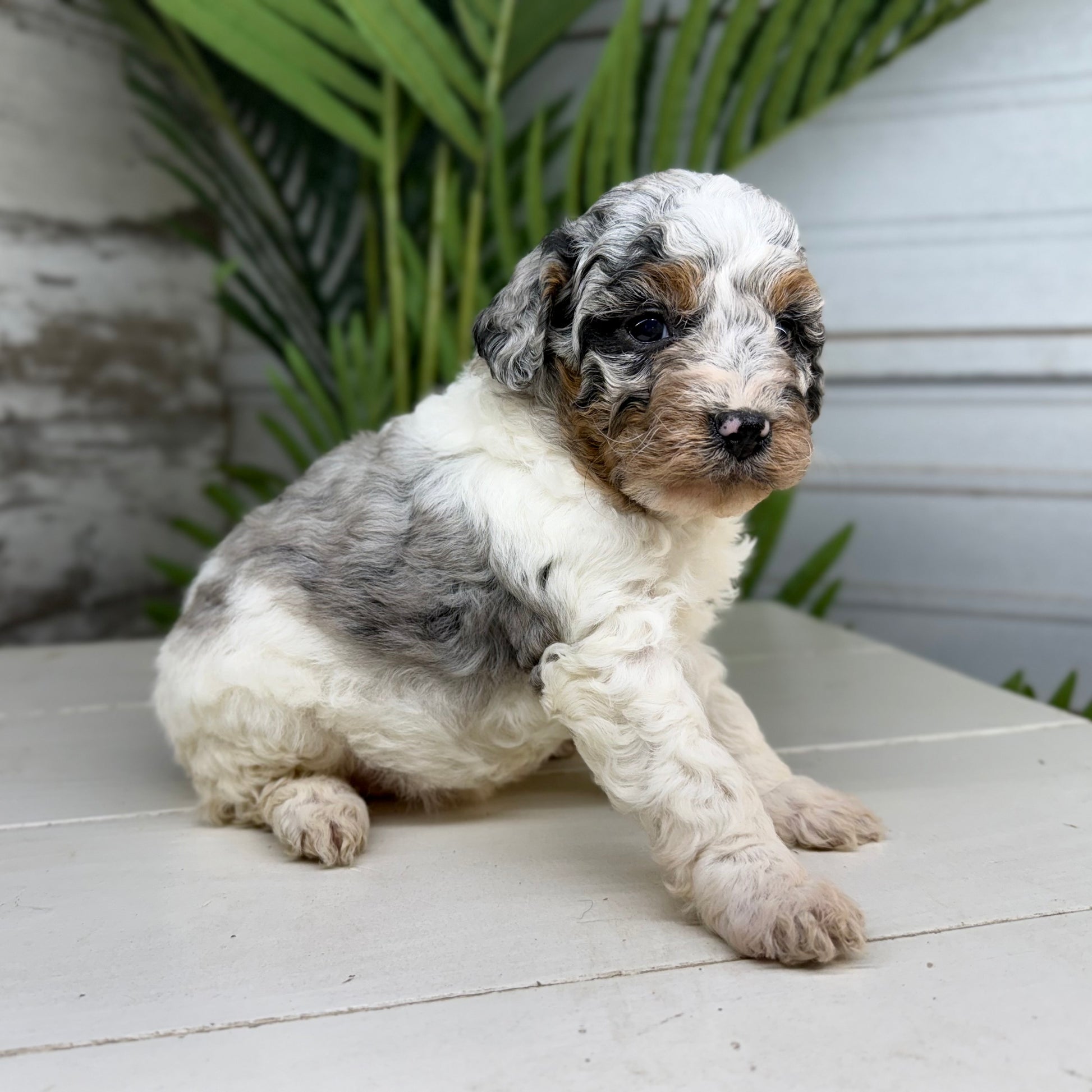 Blue-Merle-Bernedoodle