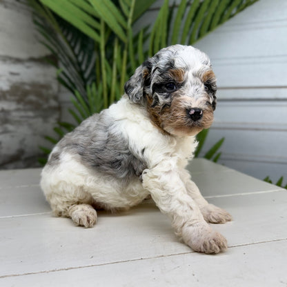 Blue-Merle-Bernedoodle