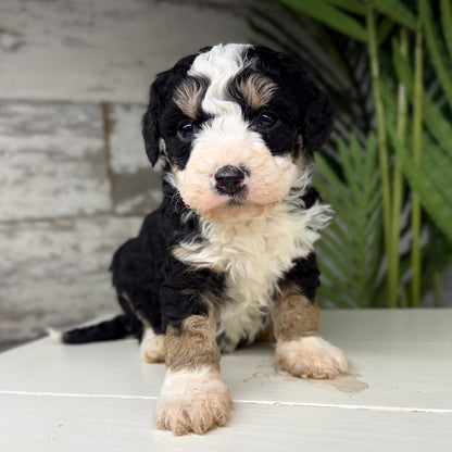 Tricolor-Bernedoodle-Puppy