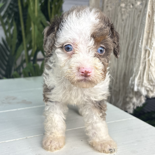 Merle-Bernedoodle-Breeder