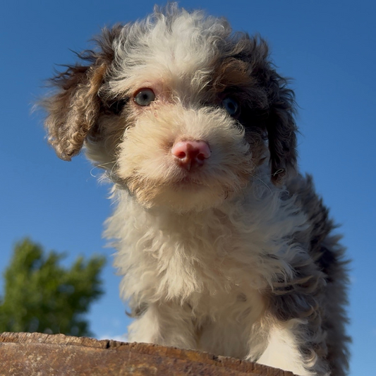 Merle-Bernedoodle