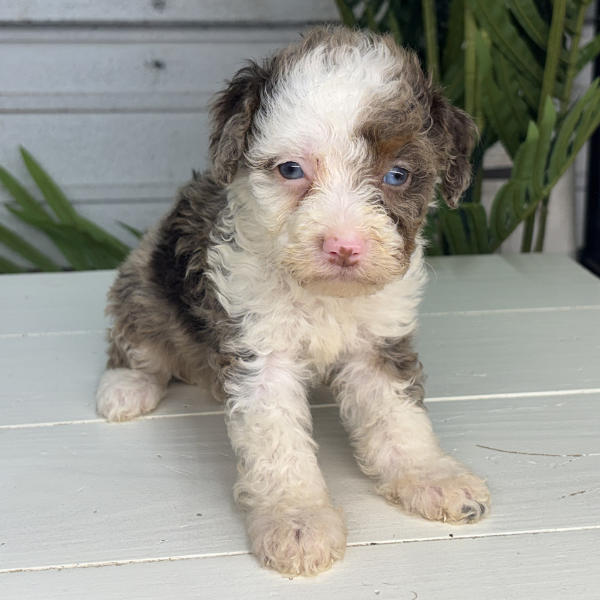 Merle-Bernedoodle-Breeder