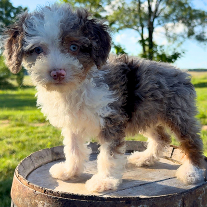 Merle-Bernedoodle