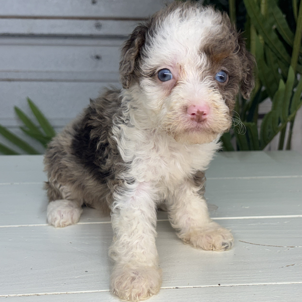 Merle-Bernedoodle-Breeder