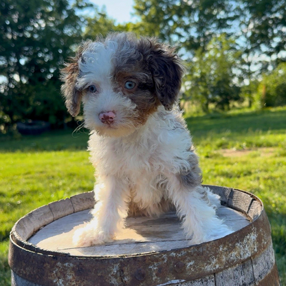 Merle-Bernedoodle