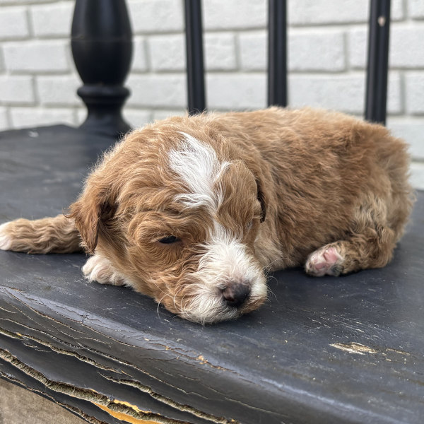 Goldendoodle-Puppy