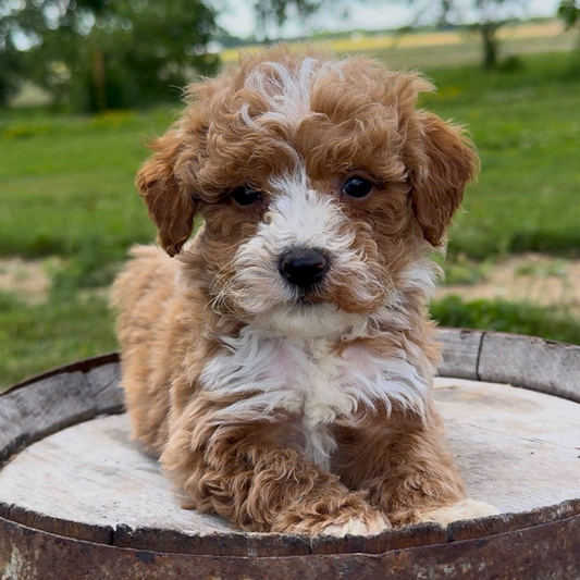 Goldendoodle-Puppy
