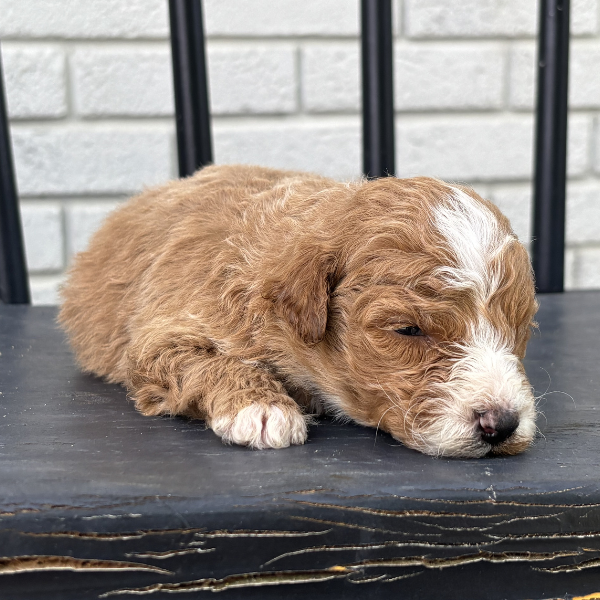 Goldendoodle-Puppy