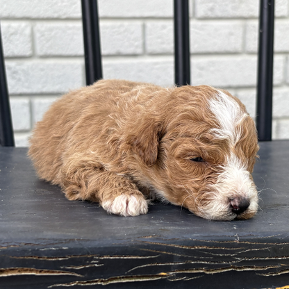 Goldendoodle-Puppy