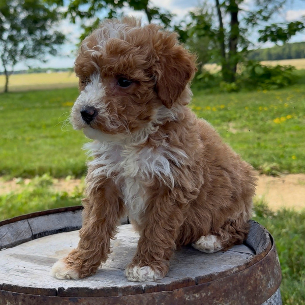 Goldendoodle-Puppy