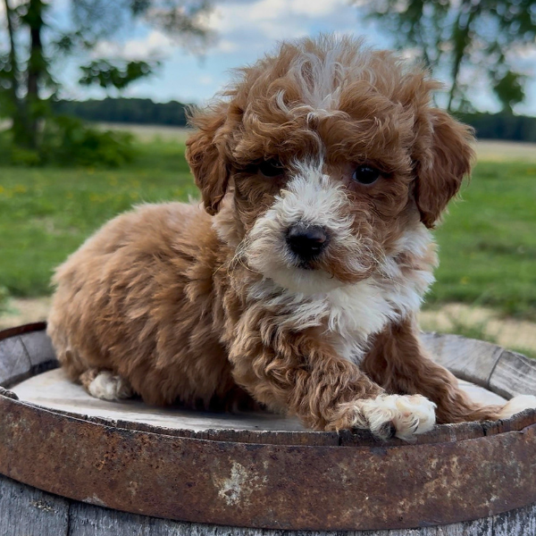 Goldendoodle-Puppy