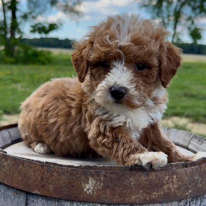 Goldendoodle-Puppy