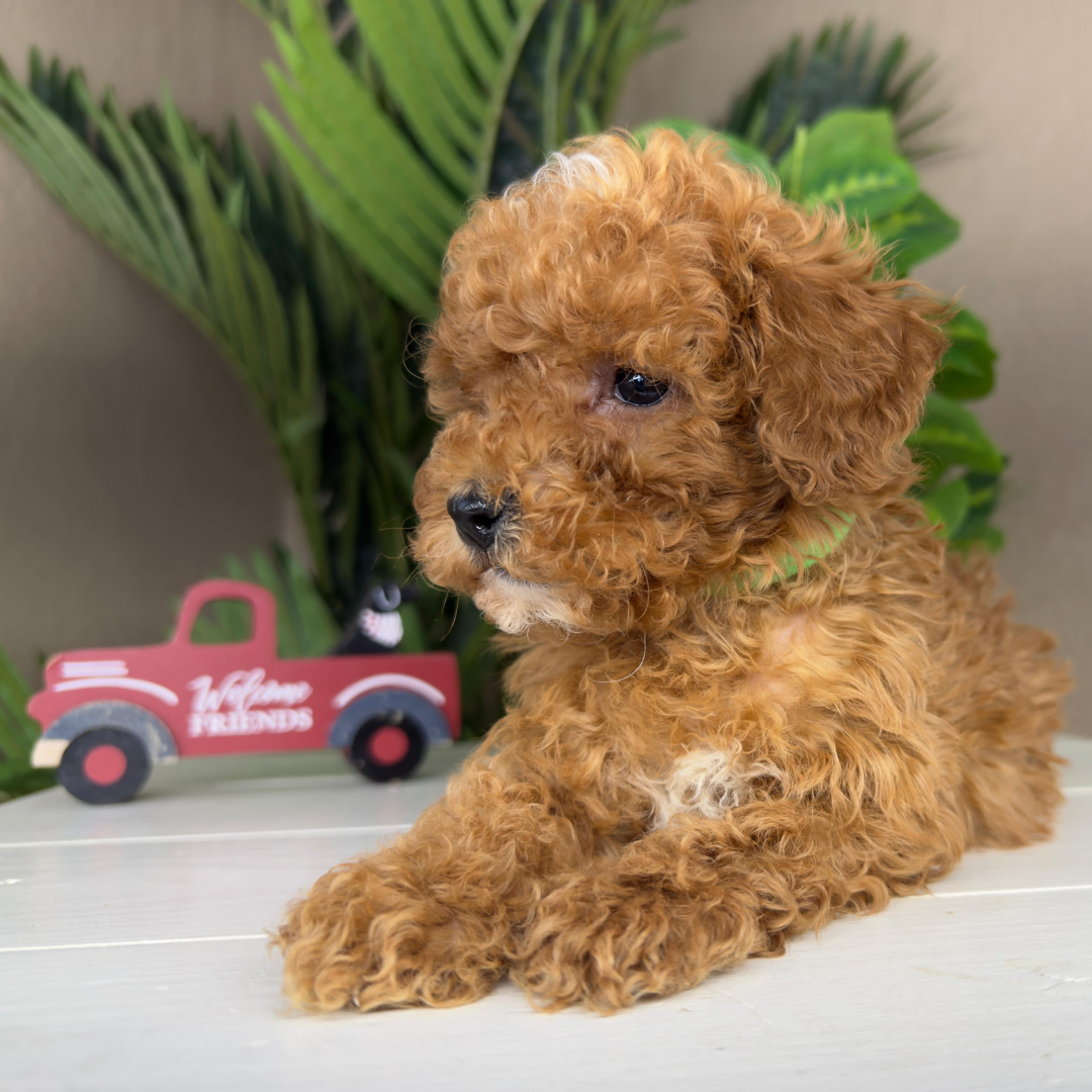 Micro-Goldendoodle-Puppy-For-Sale