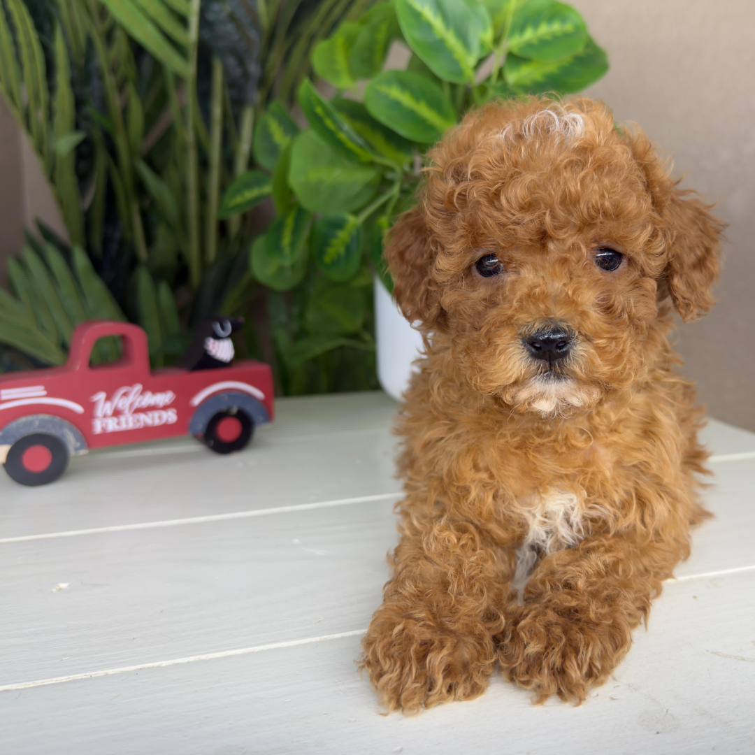 Micro-Goldendoodle-Puppy-For-Sale