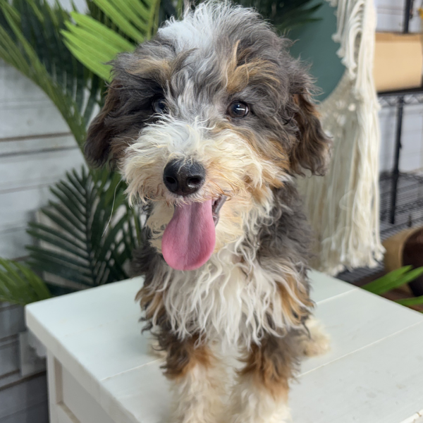 Merle-Bernedoodle-Puppy