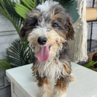 Merle-Bernedoodle-Puppy