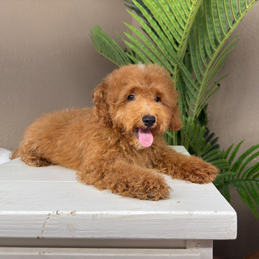 Micro-Goldendoodle-Breeder