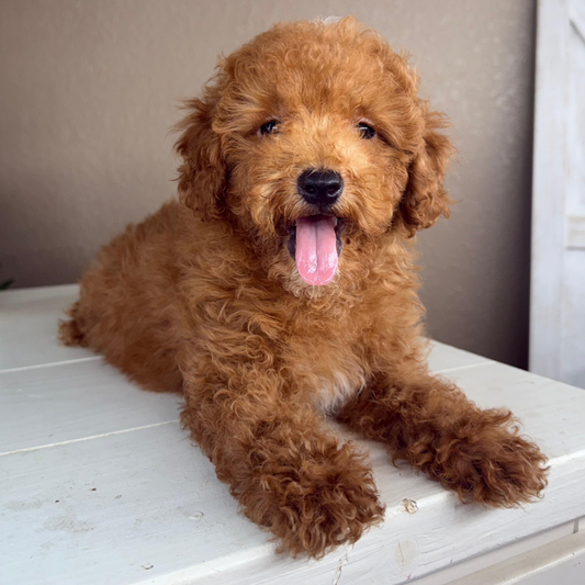 Micro-Goldendoodle-Puppy-For-Sale