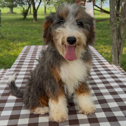 Merle-Tri-Color-Bernedoodle