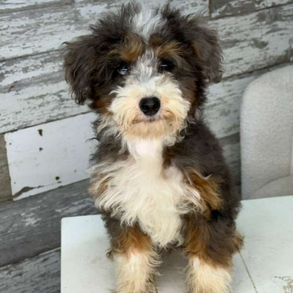 Bernedoodle-Puppy